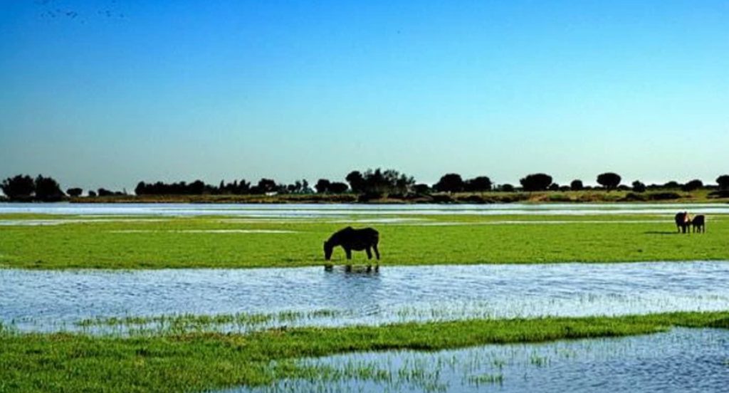 Parc naturel de Doñana