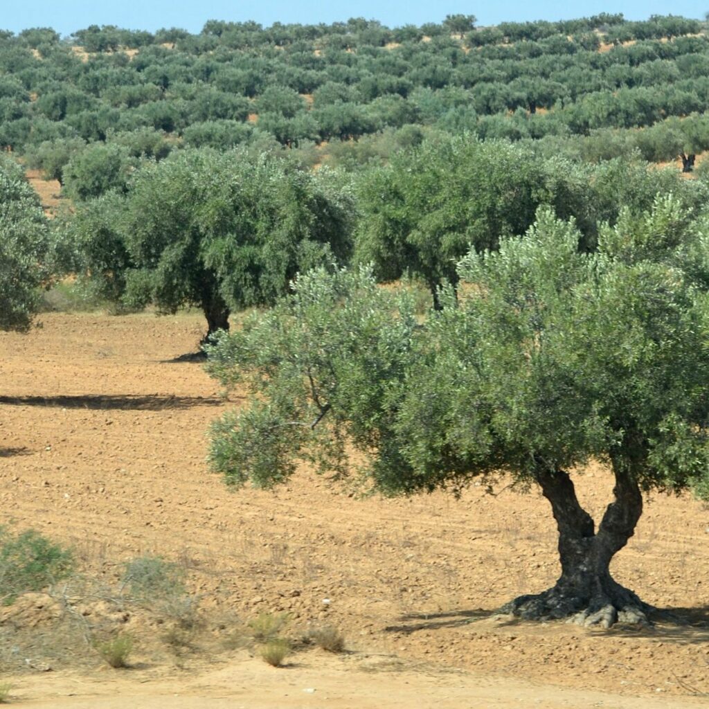 Huile d'olive Andalousie