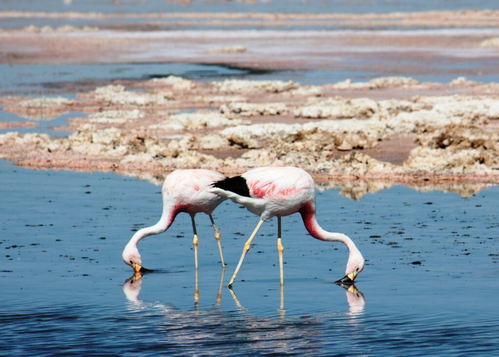 Bahia de Cadix et ses flamants roses