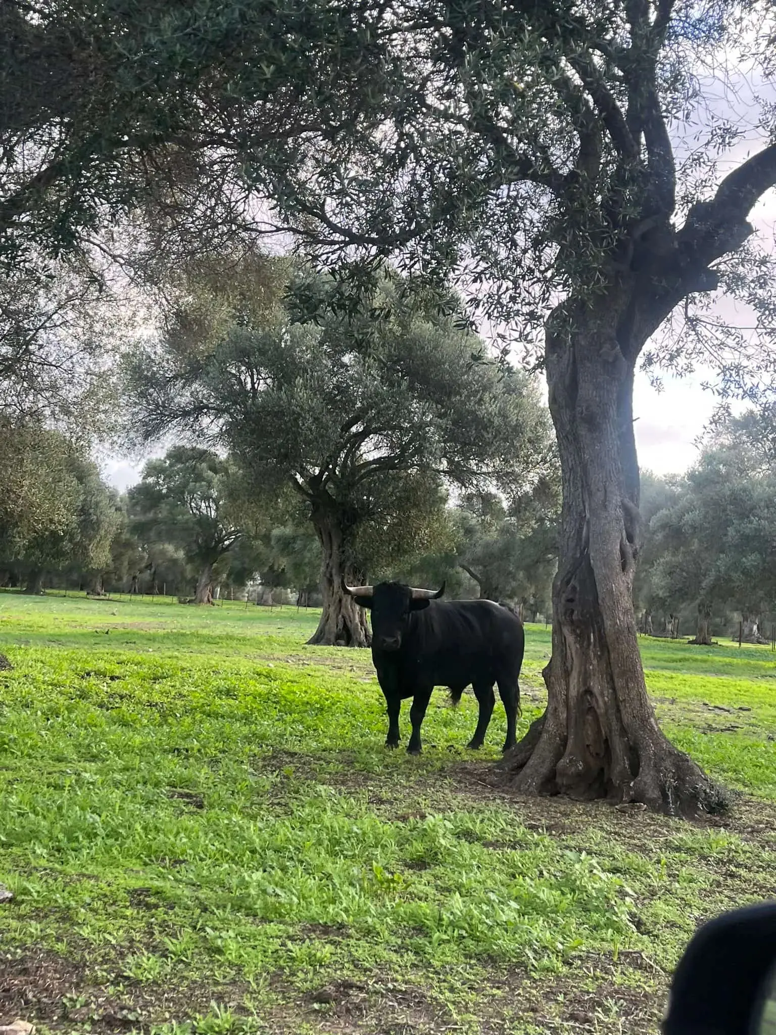 Visite de ganadería pendant la feria d'Olivenza