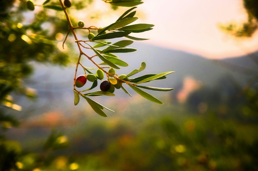 Huile d'olive Andalousie : découvrez les différentes olives andalouses