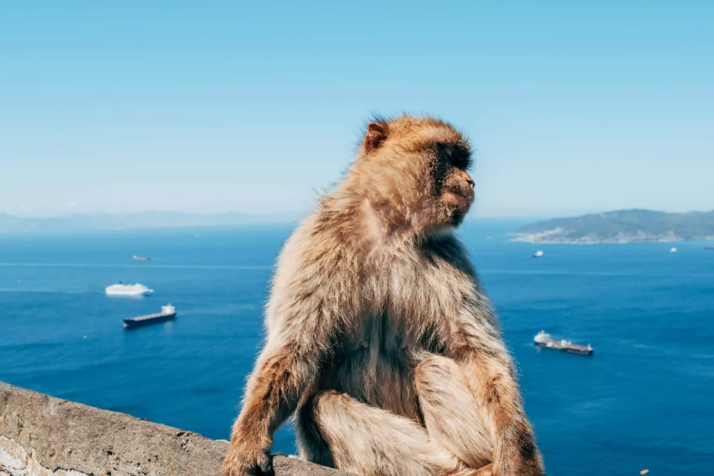 Les macaques de Barbarie, les habitants les plus célèbres de Gibraltar