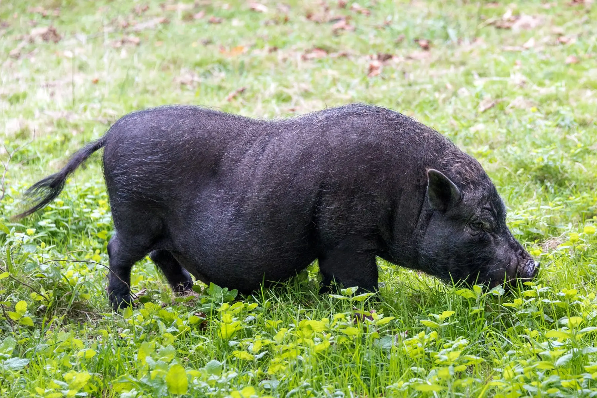 Le Jabugo, au cœur de la gastronomie de la dehesa andalouse